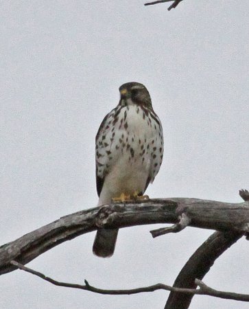 Photo (16): Broad-winged Hawk