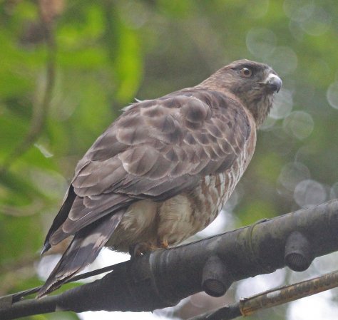 Photo (8): Broad-winged Hawk