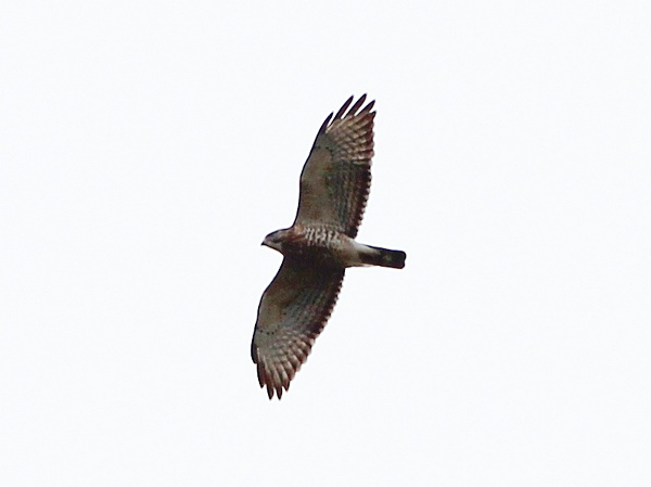 Photo (7): Broad-winged Hawk