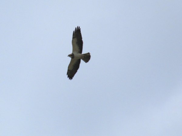 Photo (18): Swainson's Hawk
