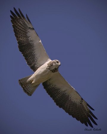 Photo (16): Swainson's Hawk
