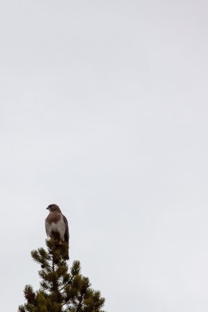 Photo (19): Swainson's Hawk