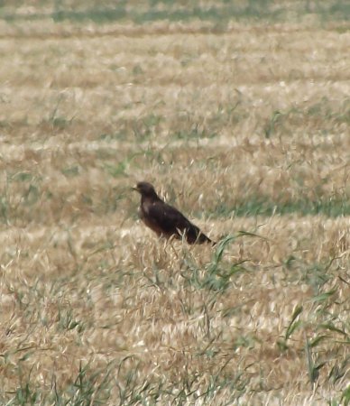 Photo (15): Swainson's Hawk
