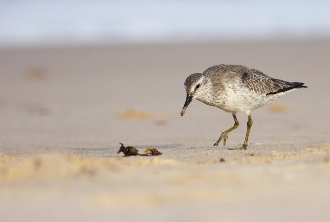 Photo (10): Red Knot