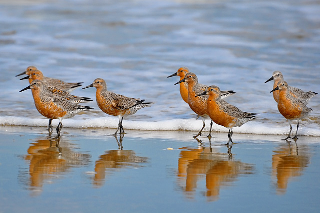 Photo (1): Red Knot