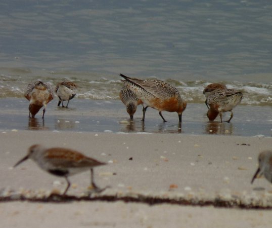 Photo (21): Red Knot