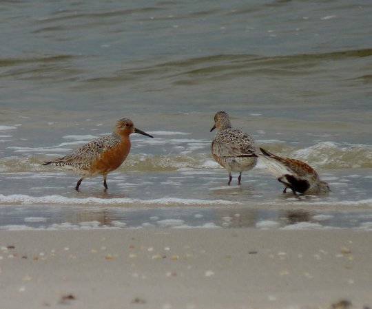 Photo (17): Red Knot