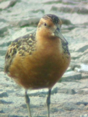 Photo (4): Red Knot