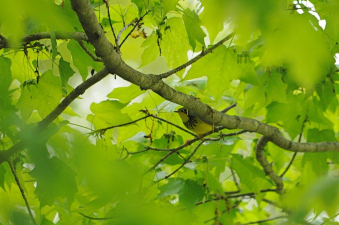 Photo (8): Canada Warbler