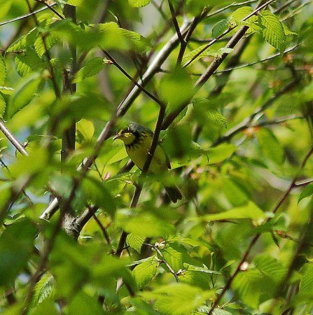 Photo (11): Canada Warbler
