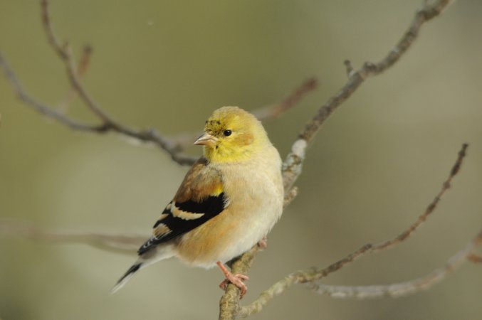 Photo (11): American Goldfinch