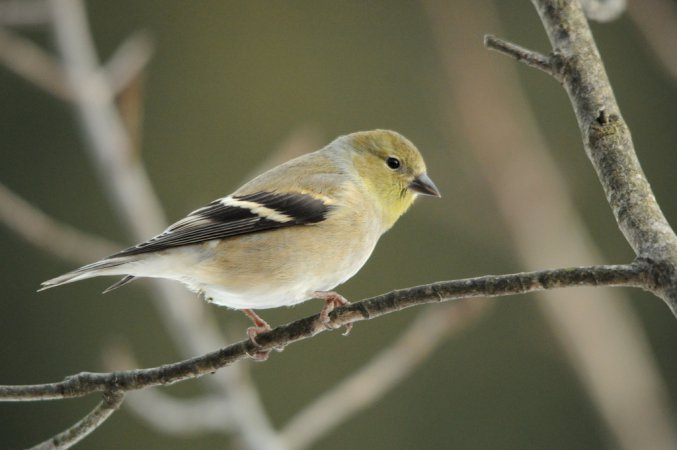 Photo (13): American Goldfinch