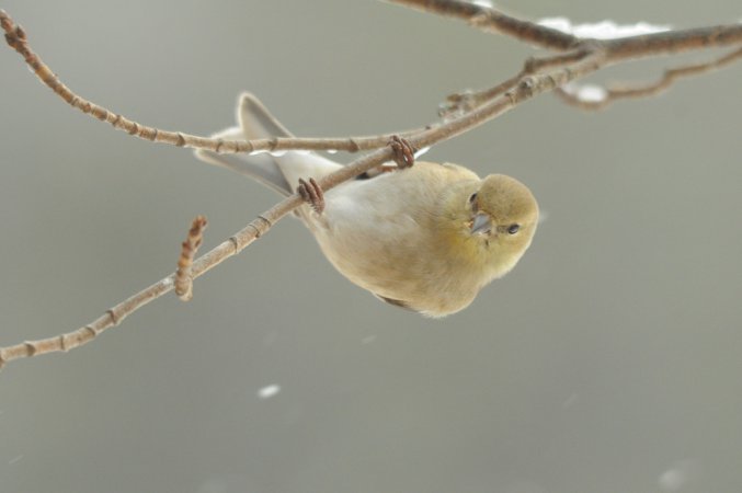 Photo (14): American Goldfinch