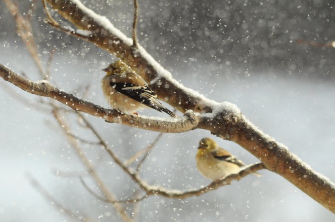 Photo (15): American Goldfinch