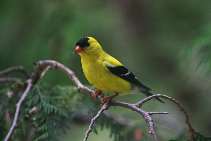 Photo (4): American Goldfinch