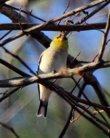 Photo (17): American Goldfinch