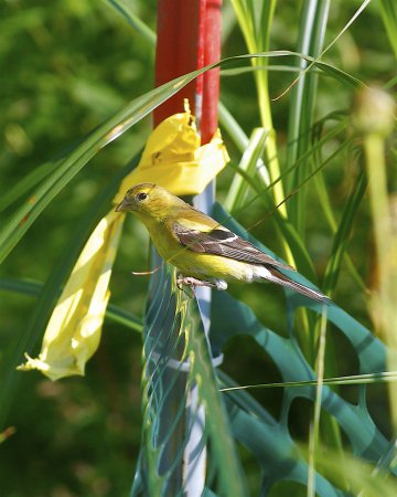 Photo (12): American Goldfinch