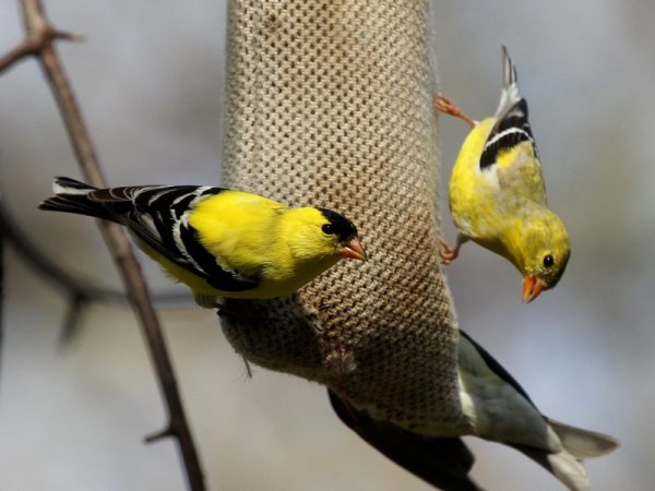 Photo (6): American Goldfinch