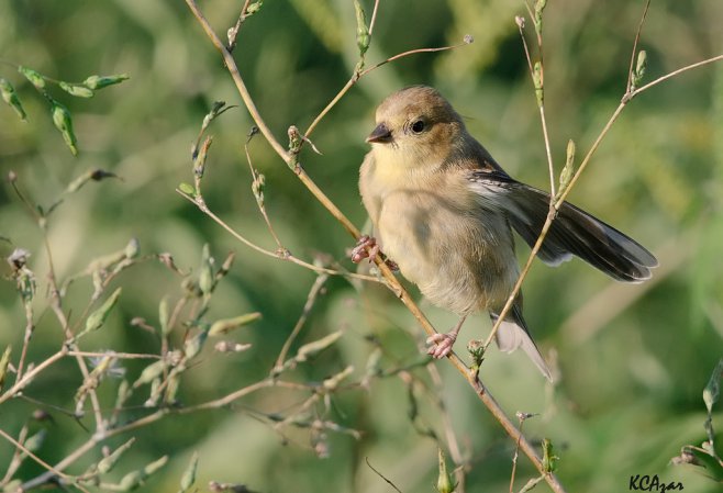 Photo (16): American Goldfinch