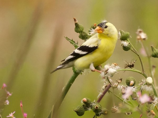 Photo (3): American Goldfinch