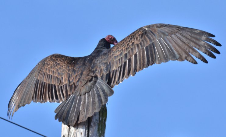 Photo (11): Turkey Vulture