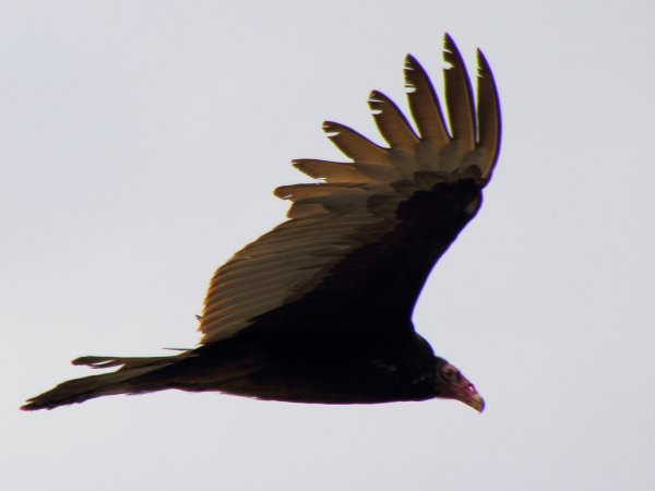 Photo (13): Turkey Vulture