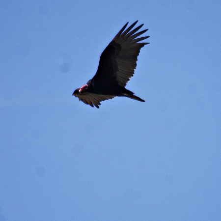 Photo (16): Turkey Vulture
