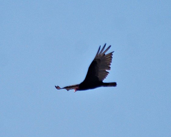 Photo (23): Turkey Vulture