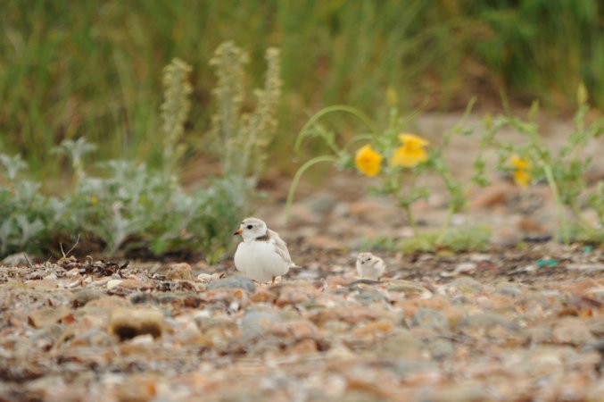 Photo (16): Piping Plover