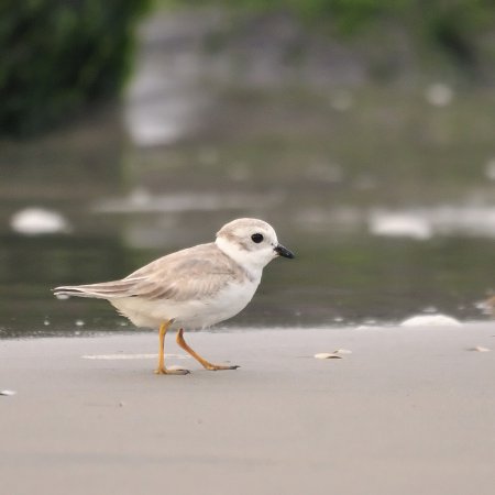 Photo (19): Piping Plover