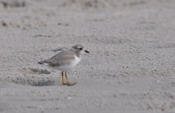 Photo (17): Piping Plover