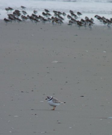 Photo (11): Piping Plover