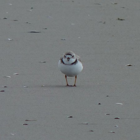 Photo (9): Piping Plover