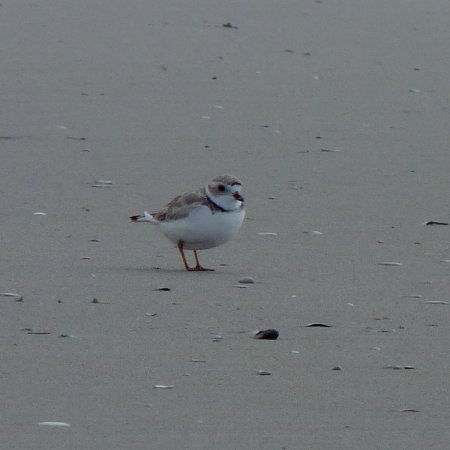 Photo (8): Piping Plover