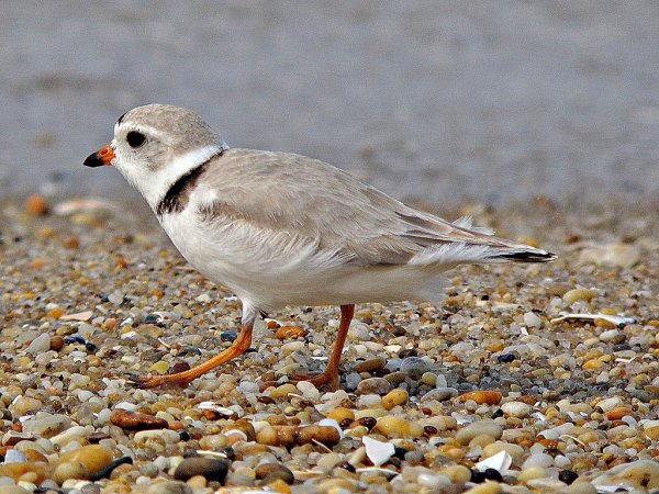 Photo (2): Piping Plover