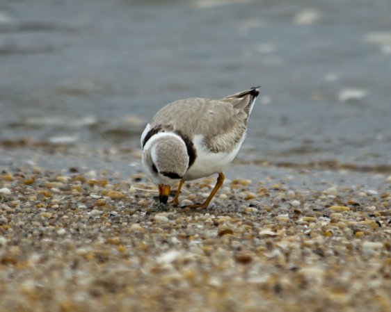 Photo (5): Piping Plover