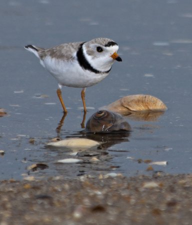 Photo (4): Piping Plover