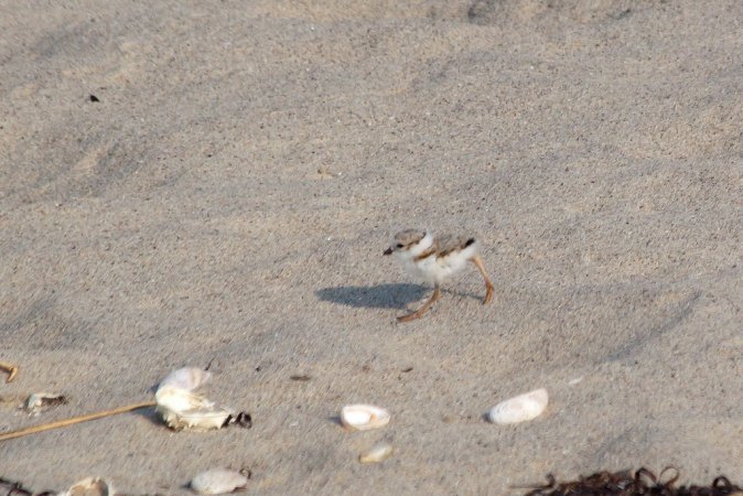 Photo (20): Piping Plover