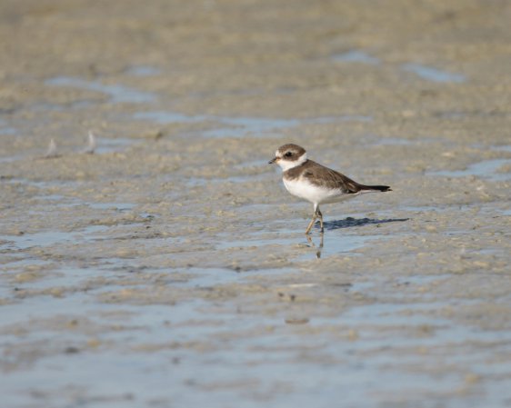 Photo (14): Semipalmated Plover