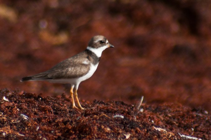 Photo (10): Semipalmated Plover