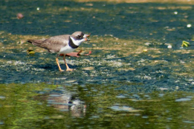 Photo (9): Semipalmated Plover