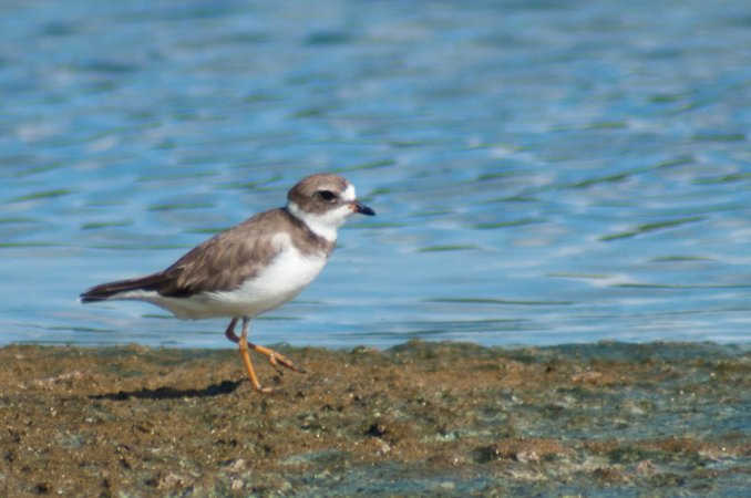 Photo (15): Semipalmated Plover