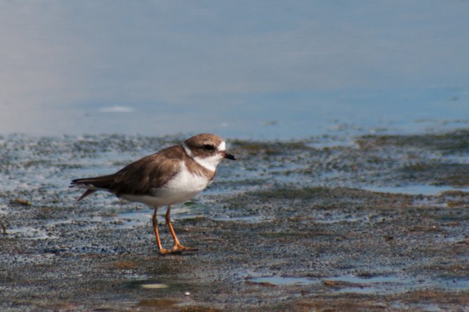 Photo (17): Semipalmated Plover