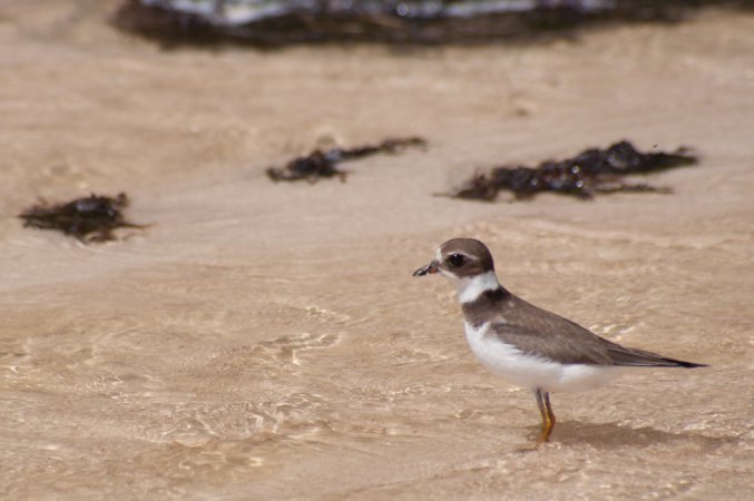 Photo (13): Semipalmated Plover