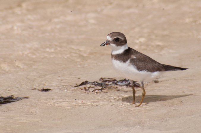 Photo (19): Semipalmated Plover
