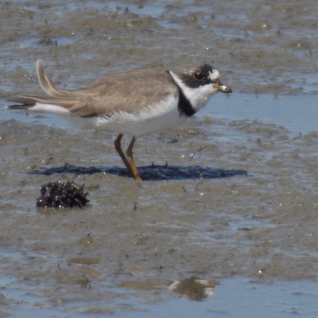 Photo (5): Semipalmated Plover