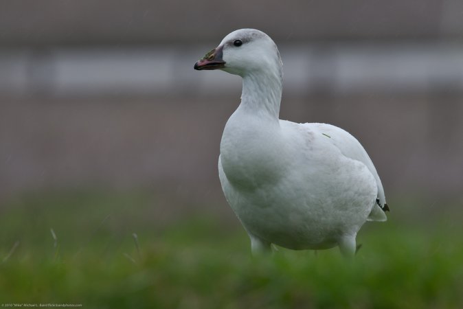 Photo (5): Ross's Goose