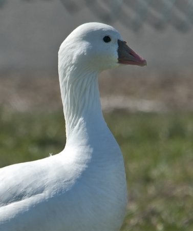 Photo (15): Ross's Goose