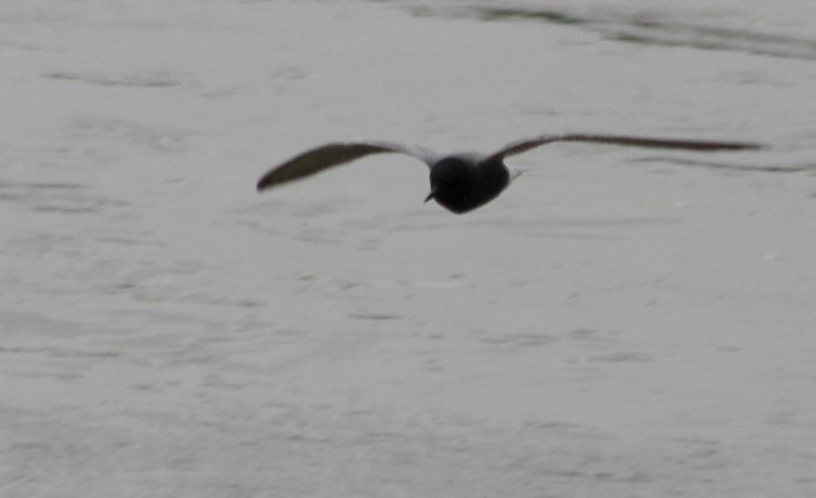 Photo (12): Black Tern