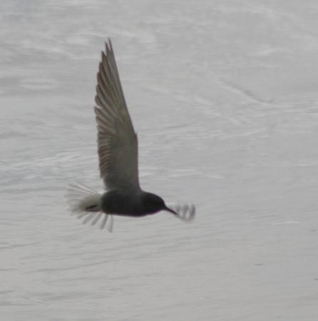Photo (15): Black Tern